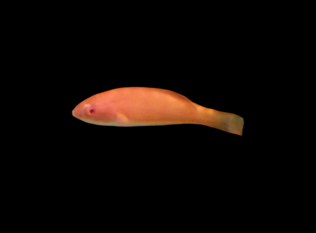 Paracheilinus mccoskeri - McCoskers Zwerglippfisch