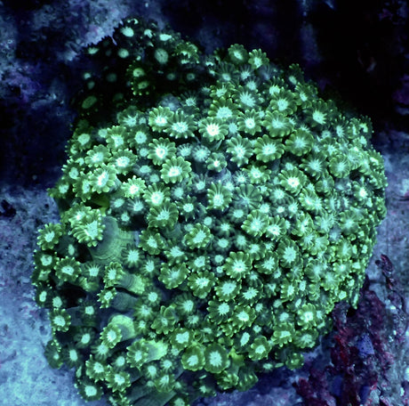 Alveopora grün dicke Polypen XL - WYSIWYG