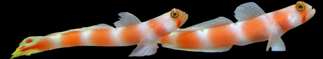 Amblyeleotris Aurora - Partner-Grundel