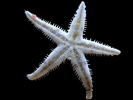 Archaster Typicus - grabender Seestern