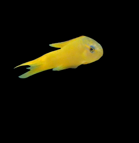 Assessor flavissimus - Gelber Mirakelbarsch