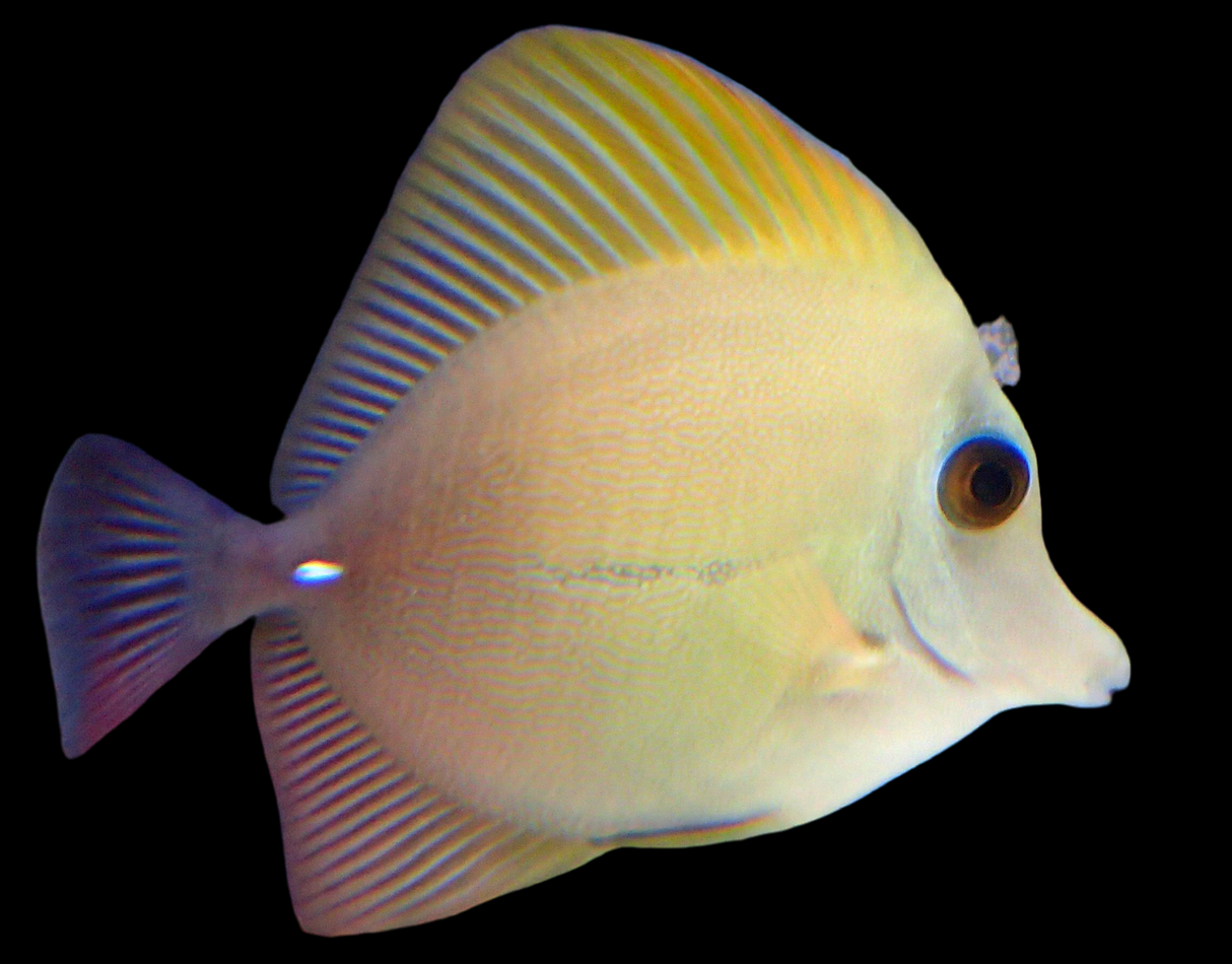 Zebrasoma Scopas