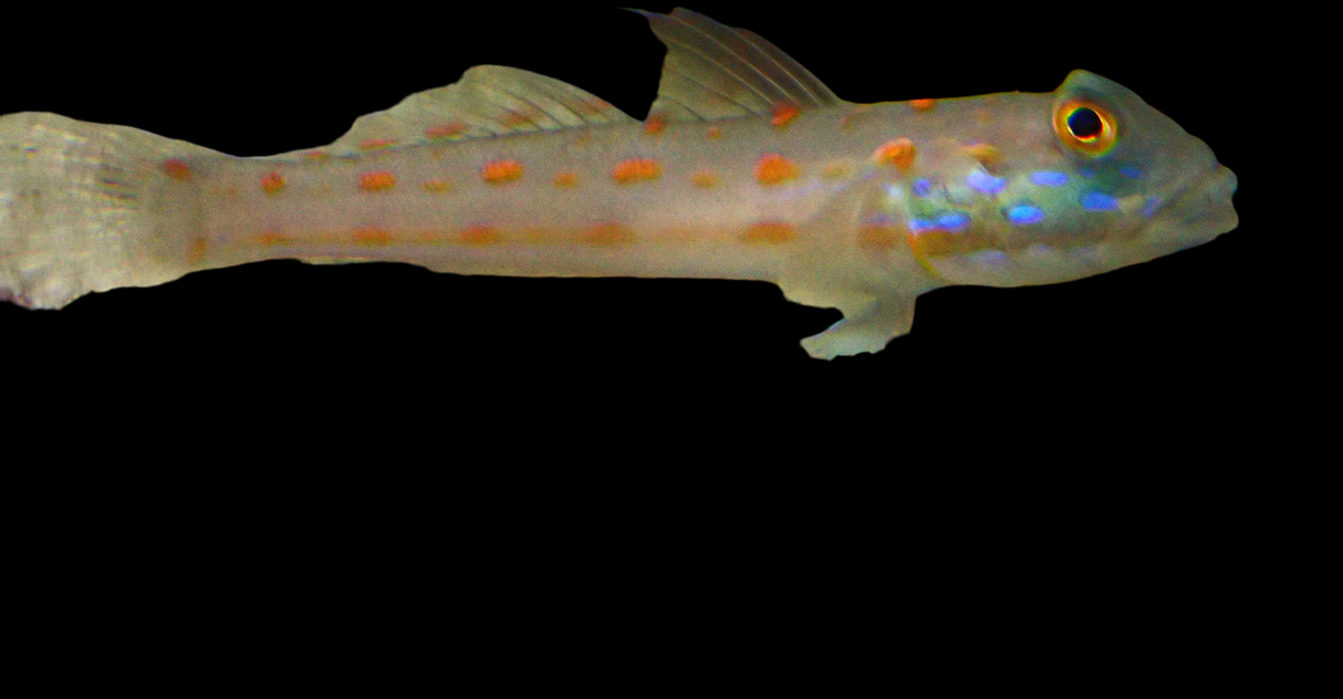 Valenciennea puellaris - Maiden Schläfergrundel
