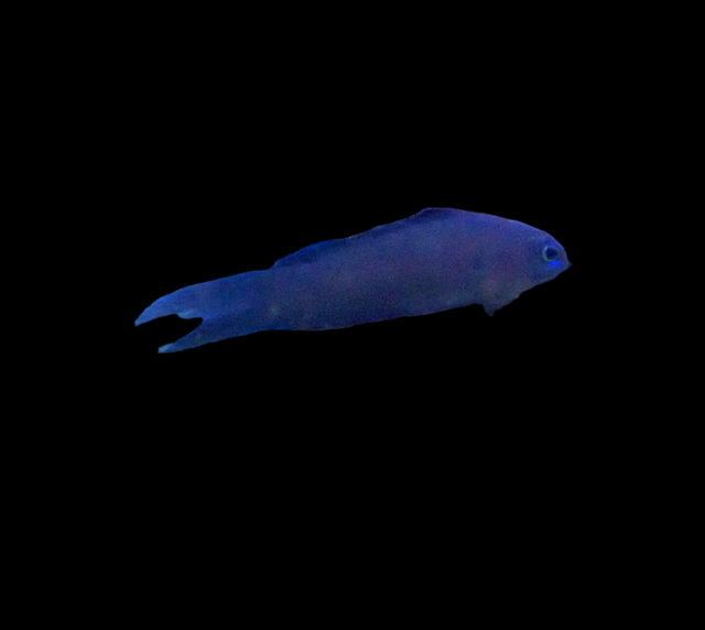 Blauer Mirakelbarsch - Assessor macneilli