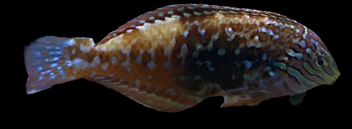 Macropharyngodon bipartitus - Dimantlippfisch Männchen