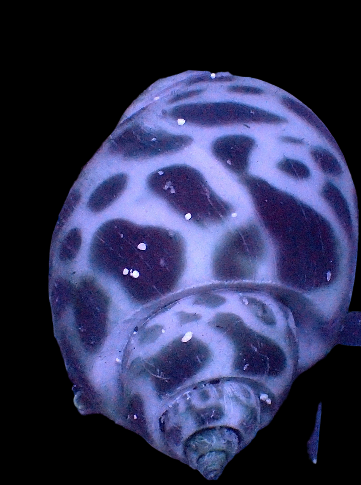 Buccinulum corneum - Babilonia