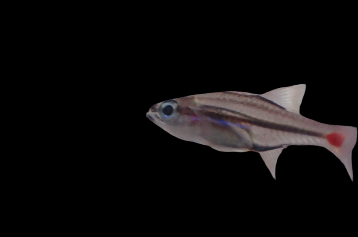 Ostorhinchus parvulus Rotfleck-Kardinalbarsch