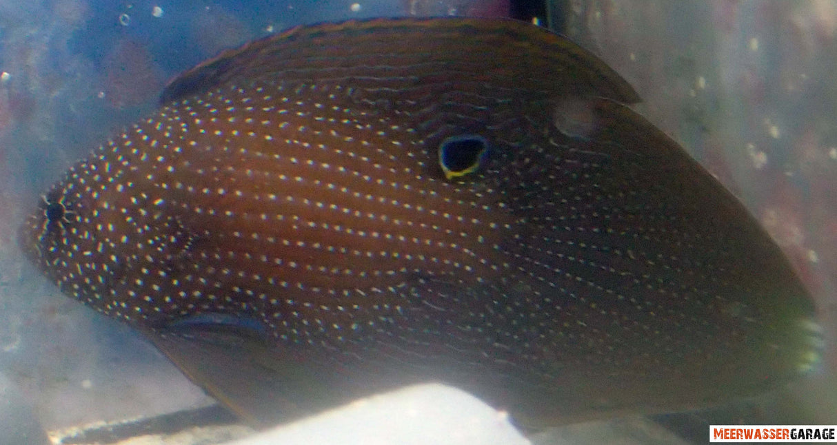 Calloplesiops Argus - Phantom Mirakelbarsch