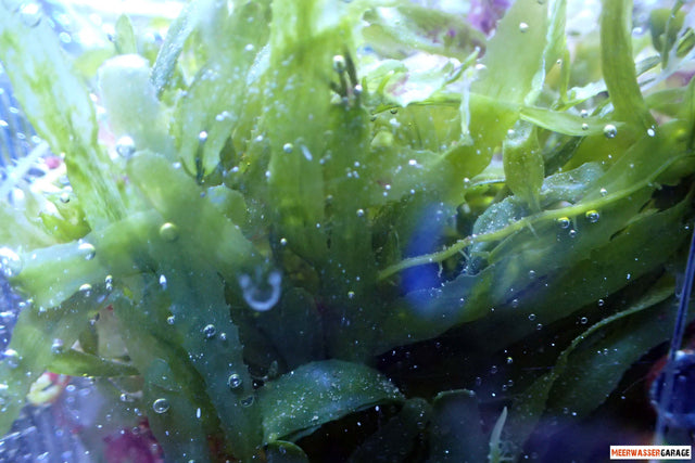 Caulerpa Mix