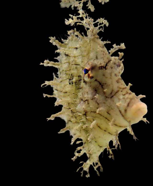 Chaetodermis Penicilligerus - Schmuck-Feilenfisch