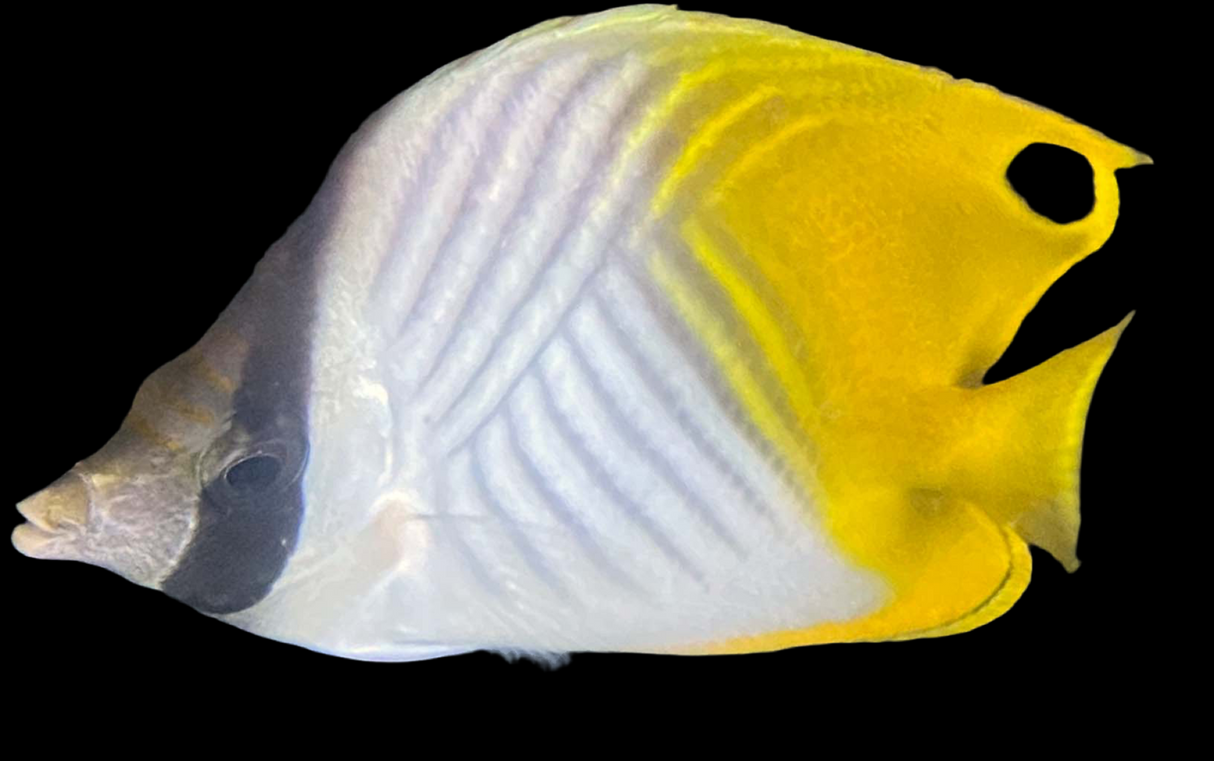 Chaetodon auriga - Fähnchen-Falterfisch