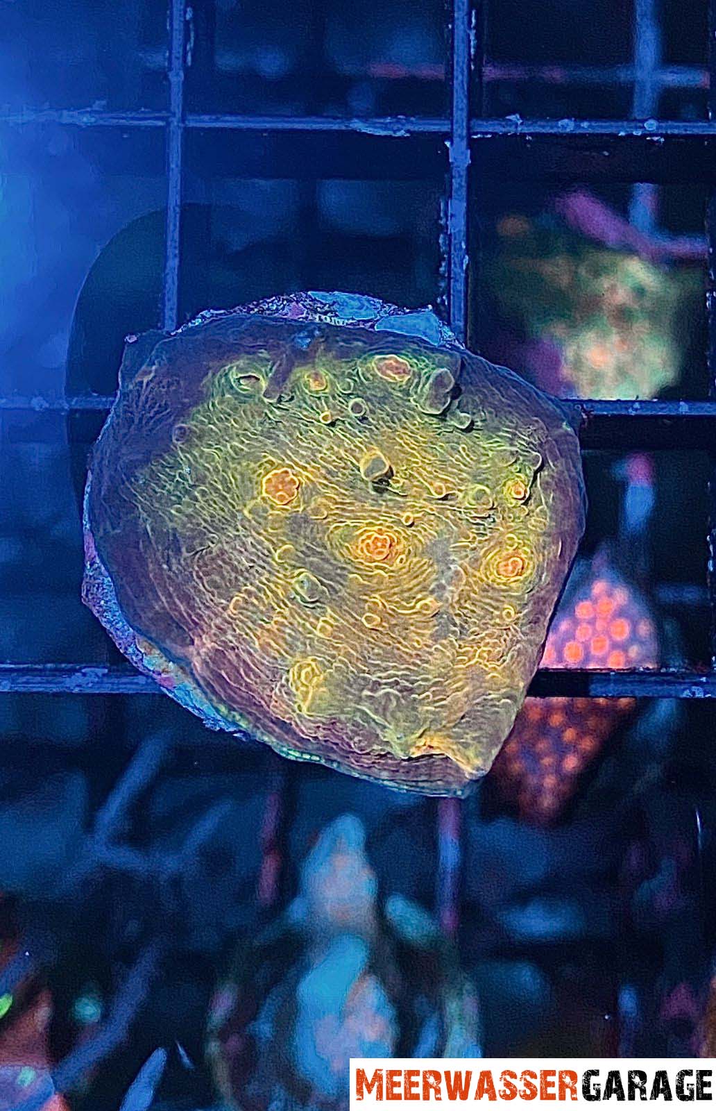 Chalice Orange/Gold