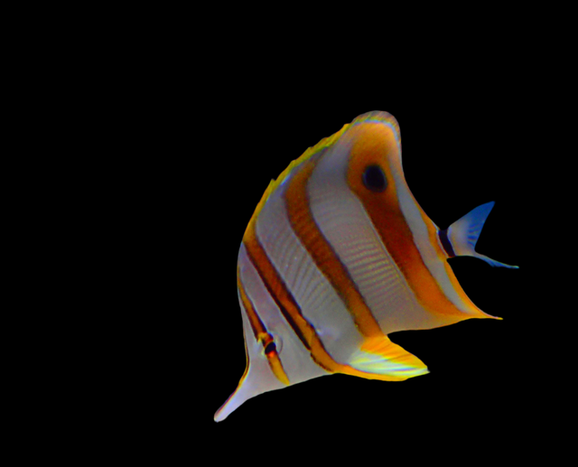 Chelmon Rostratus Orangebinden-Pinzettfisch Futterfest