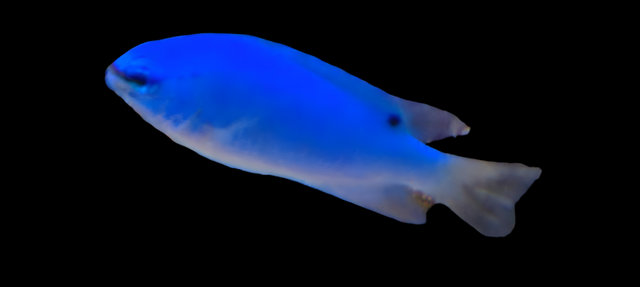 Chrysiptera Cyanea - Saphir Demoiselle