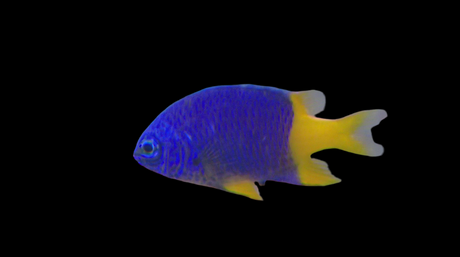 Chrysiptera arnazae - Gelbschwanz Riffbarsch