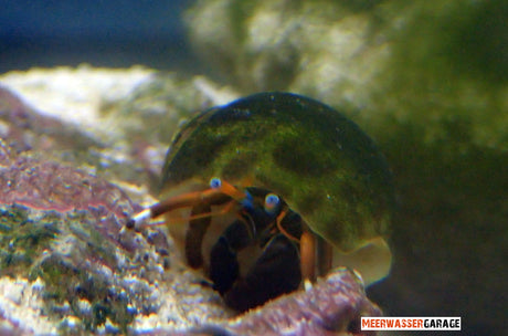 Clibanarius/Calcinus Einsiedlerkrebse 