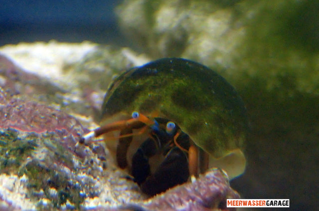 Clibanarius/Calcinus Einsiedlerkrebse 