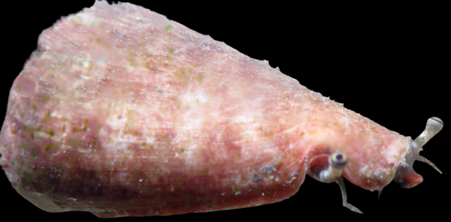 Conomurex Luhuanus - Kegelfechterschnecke