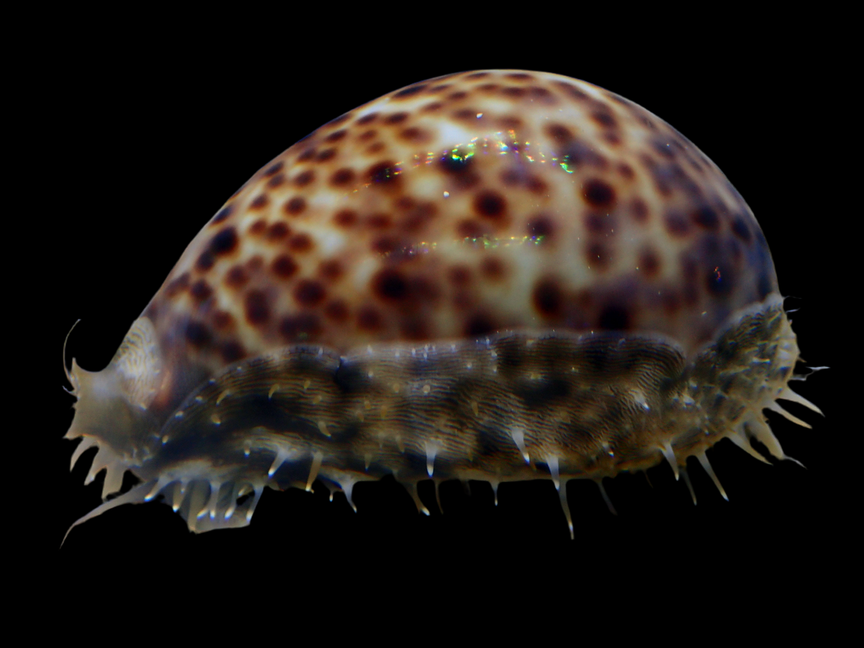 Cypraea Tigris - Tigerkauri