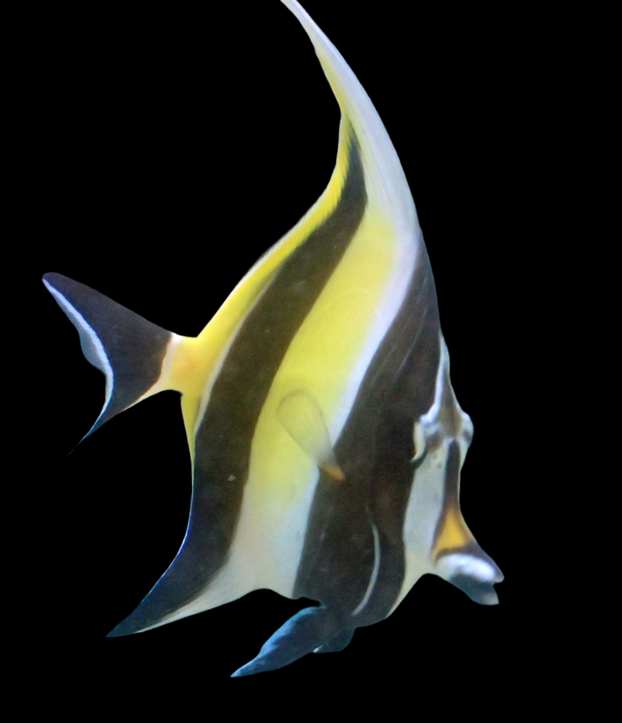 Zanclus cornutus - poisson-licol