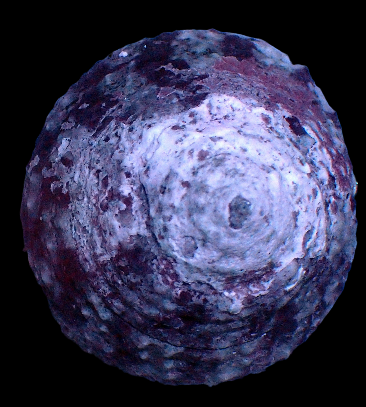 Troco sp. Lumaca turbo