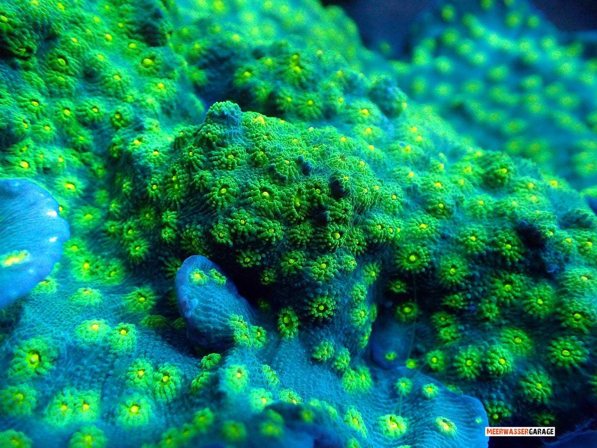 Echinopora Lamellosa