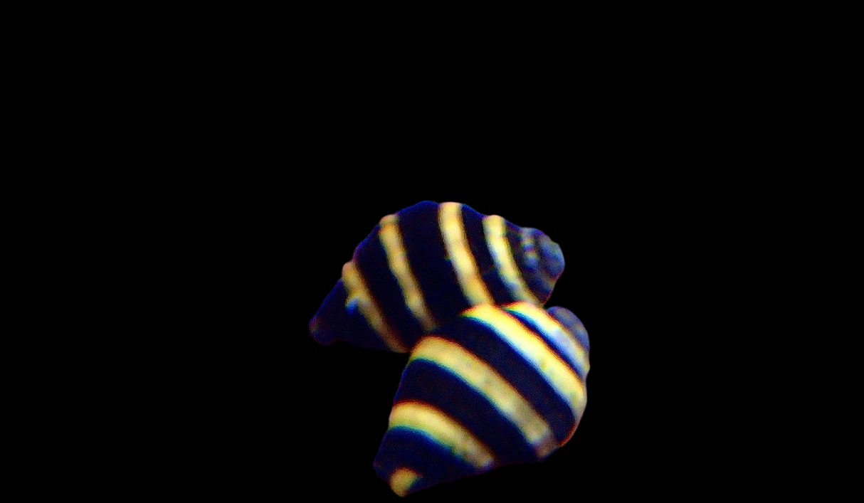 Engina mendicaria - Hummelschnecke
