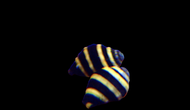 Engina mendicaria - Hummelschnecke