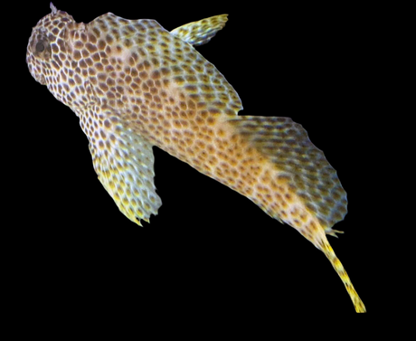 Exallias brevis - Leoparden-Schleimfisch