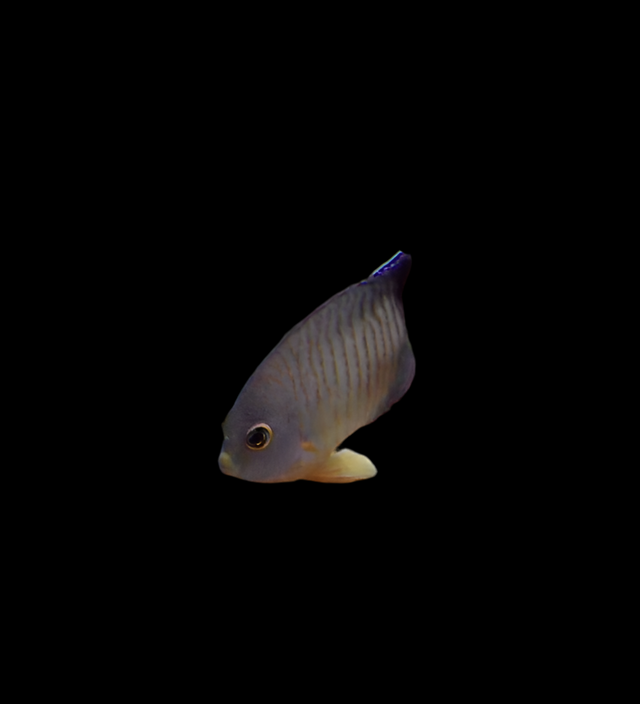 Centropyge eibli - Eibls Zwergkaiserfisch