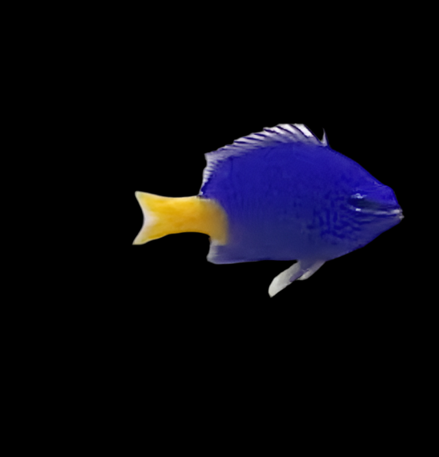 Chrysiptera Parasema - Gelbschwanz-Demoiselle