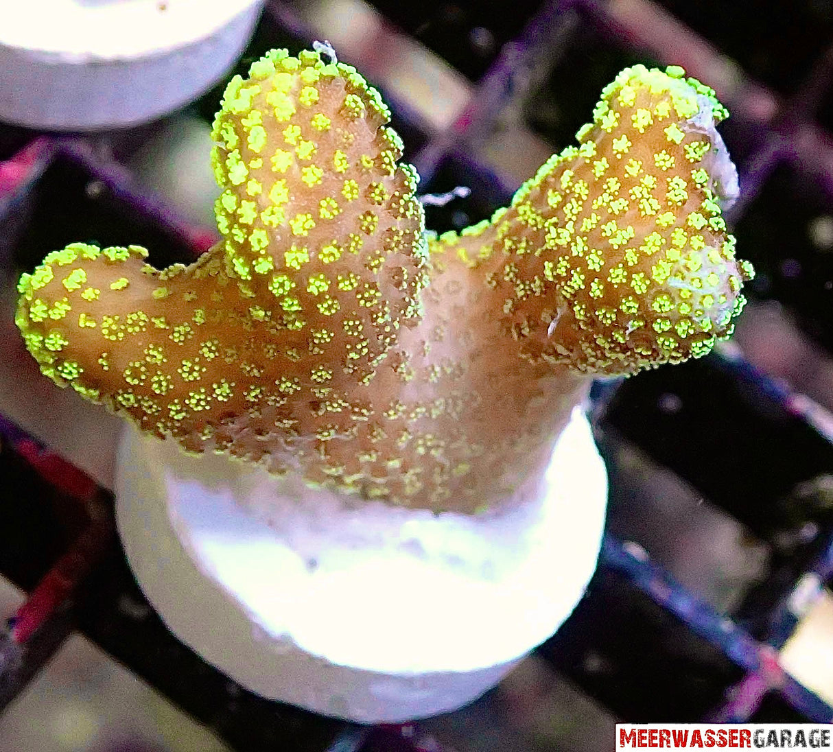 Stylophora pistillata