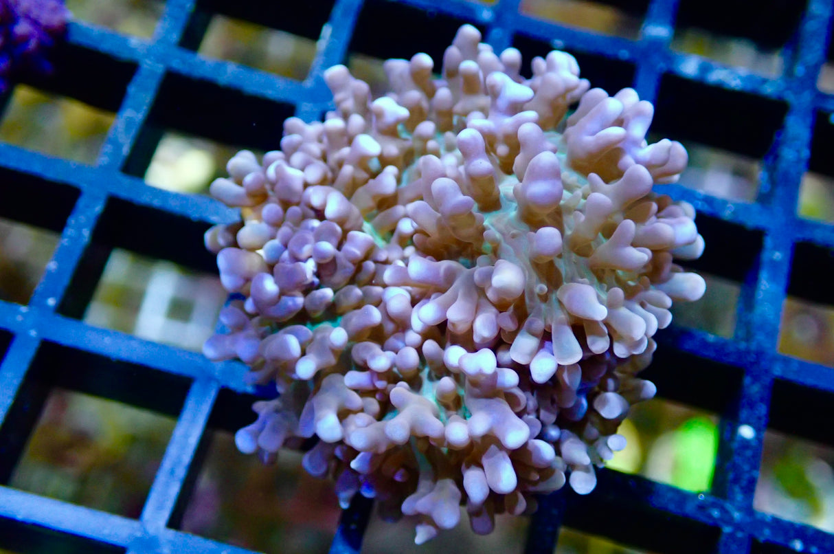 Rhodactis Rhodostoma