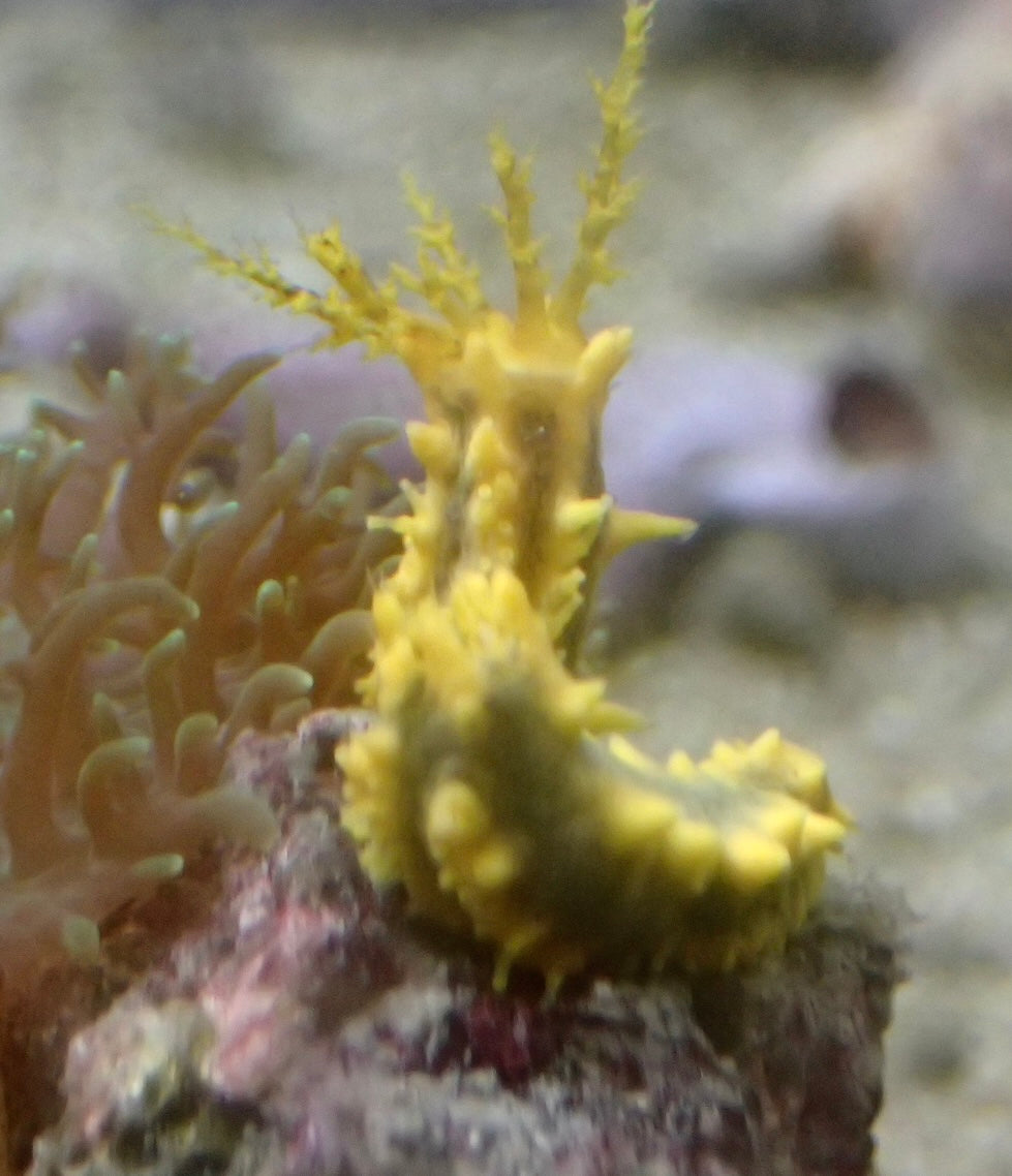 Colochirus robustus - Gelbe Seewalze