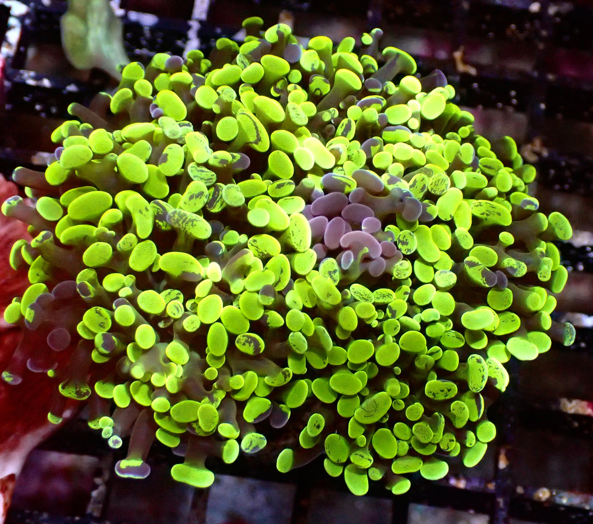 Euphyllia Paraancora Bicolor 3 Köpfe WYSIWYG