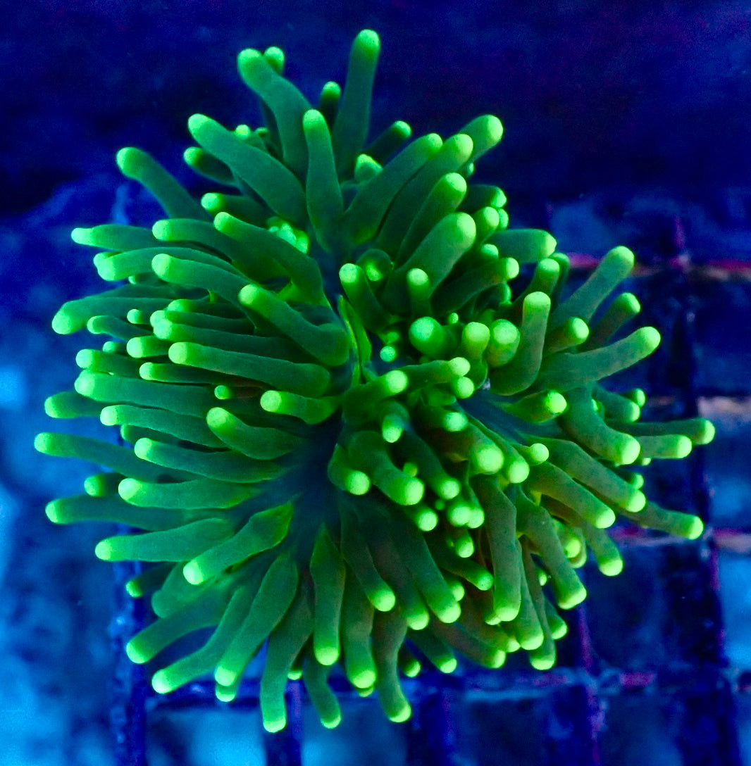 Euphyllia Glabrescense Reverse Holy Grail