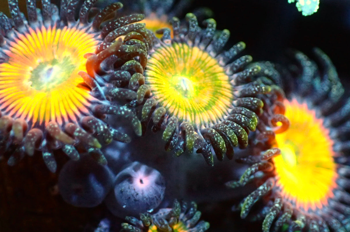 Zoanthus Sunny D  1Polyp