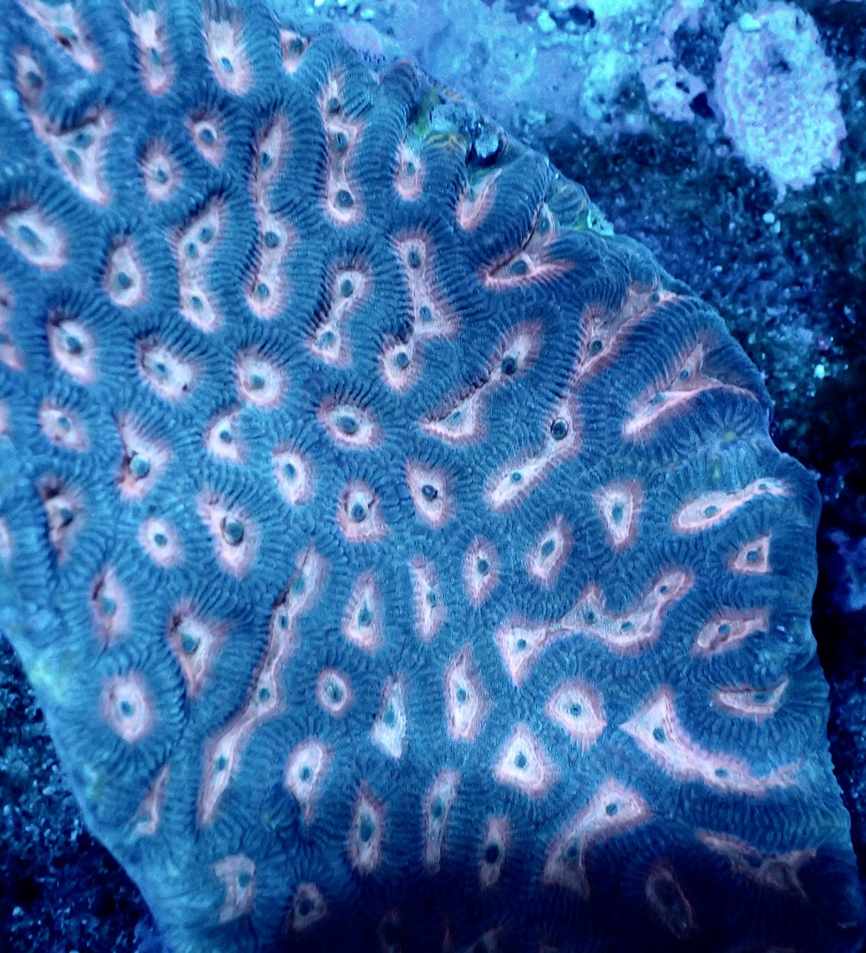Platygyra Ultra