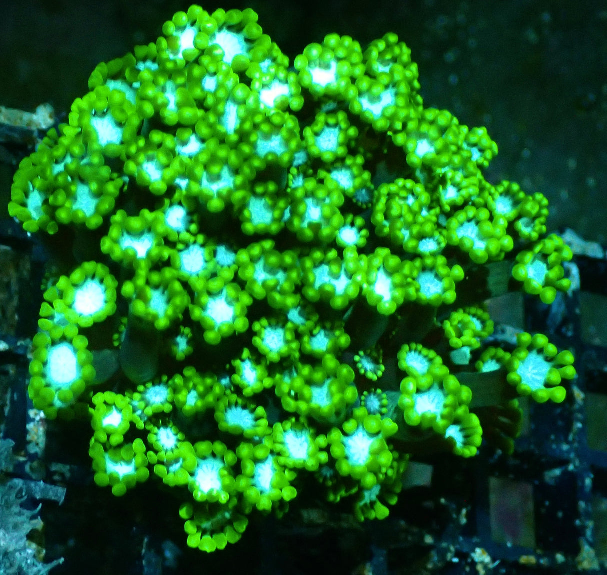 Alveopora sp. - L