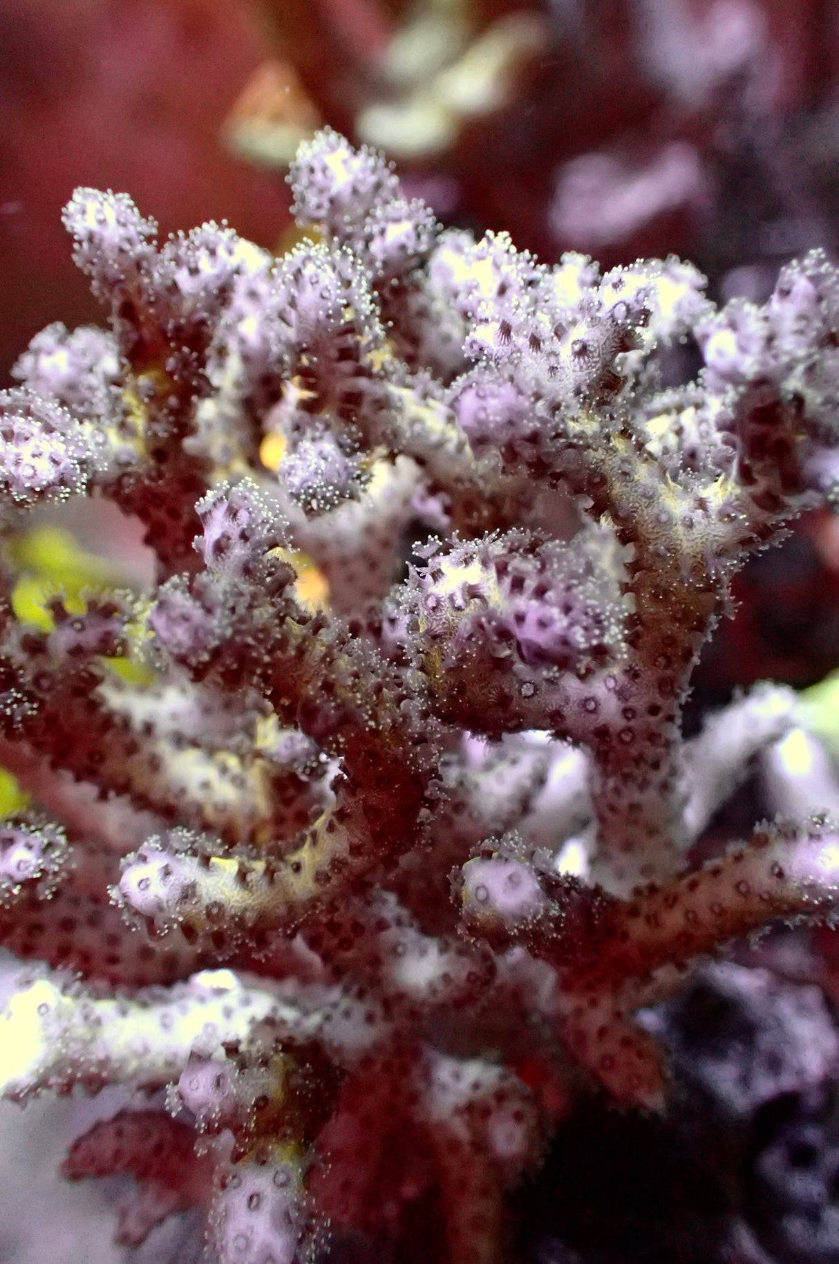 Pocillopora Damicornis