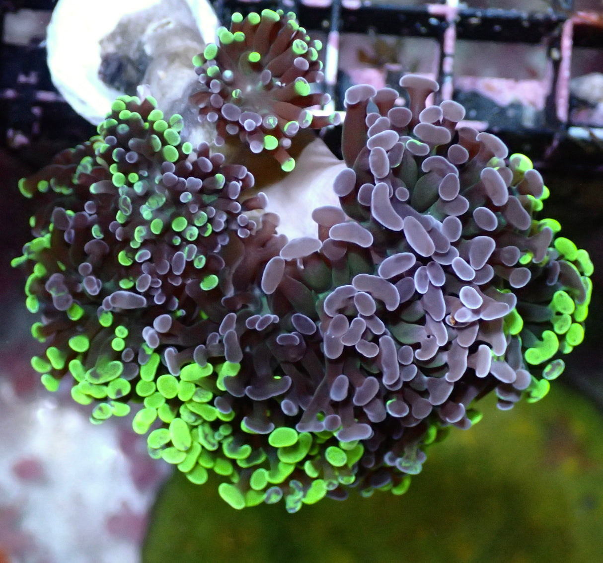 Euphyllia Paraancora Bicolor 8 Köpfe WYSIWYG