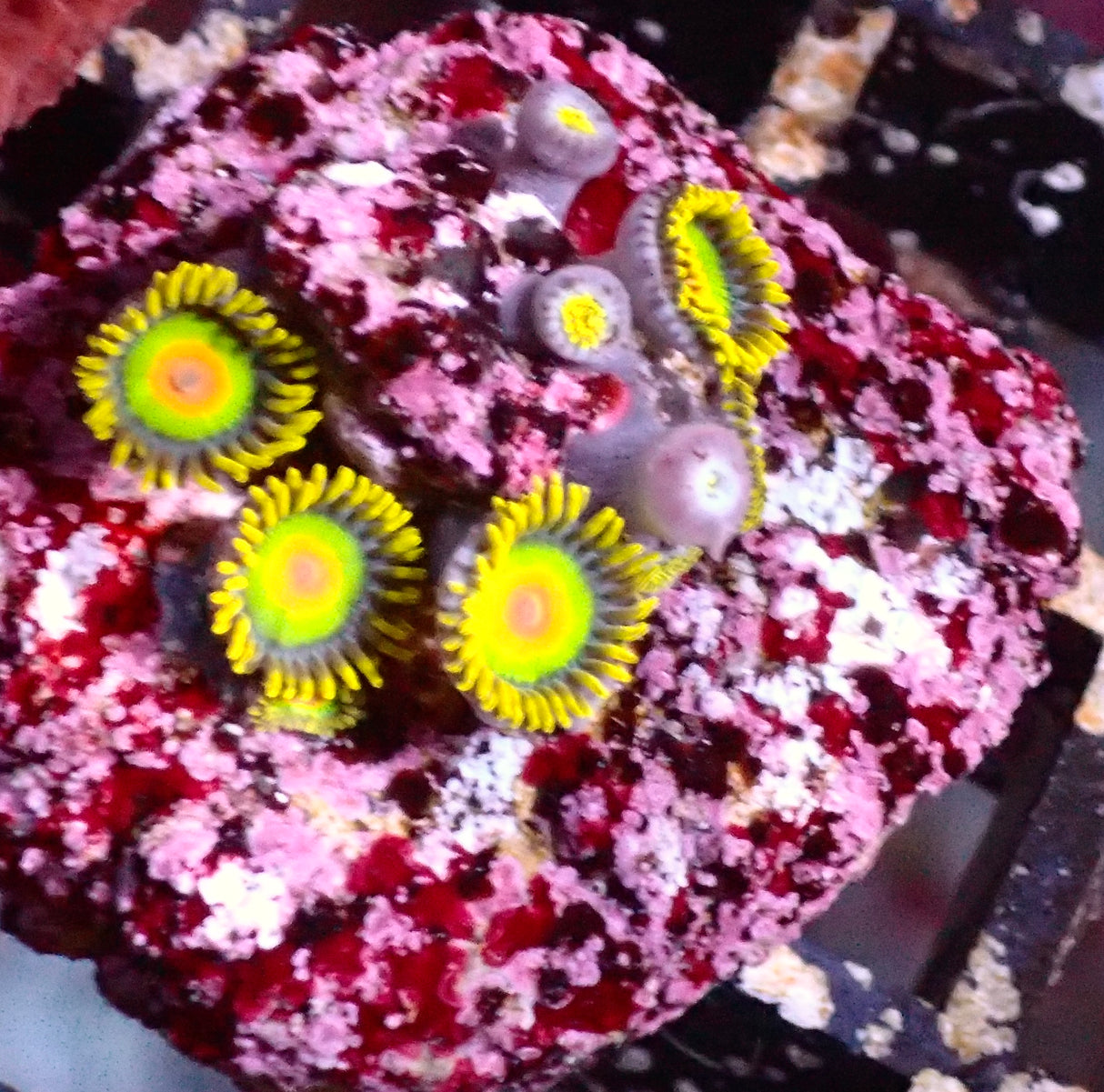 Zoanthus Rasta