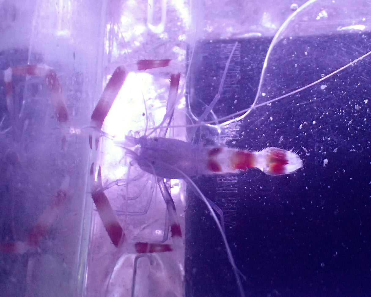 Stenopus tenuirostris - Blaukörper-Scherengarnele