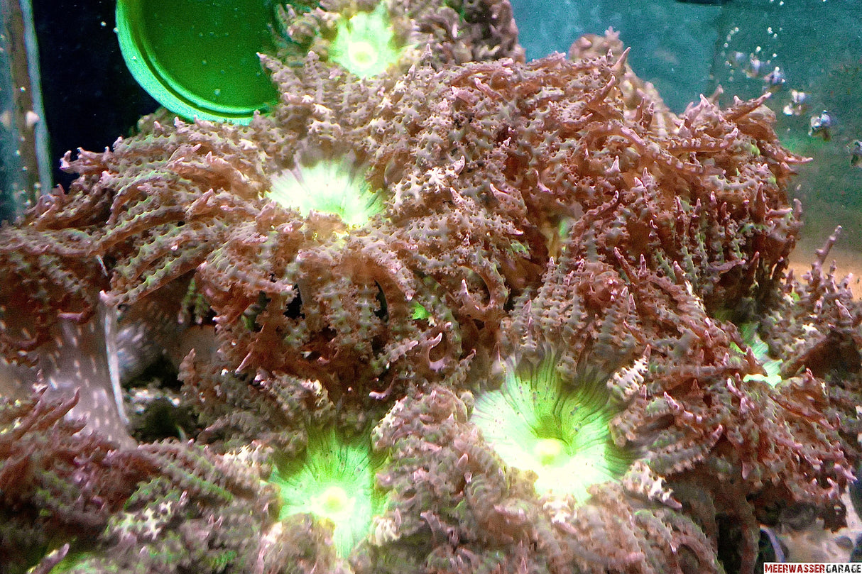 Phymanthus buitendijk - anémone des sables