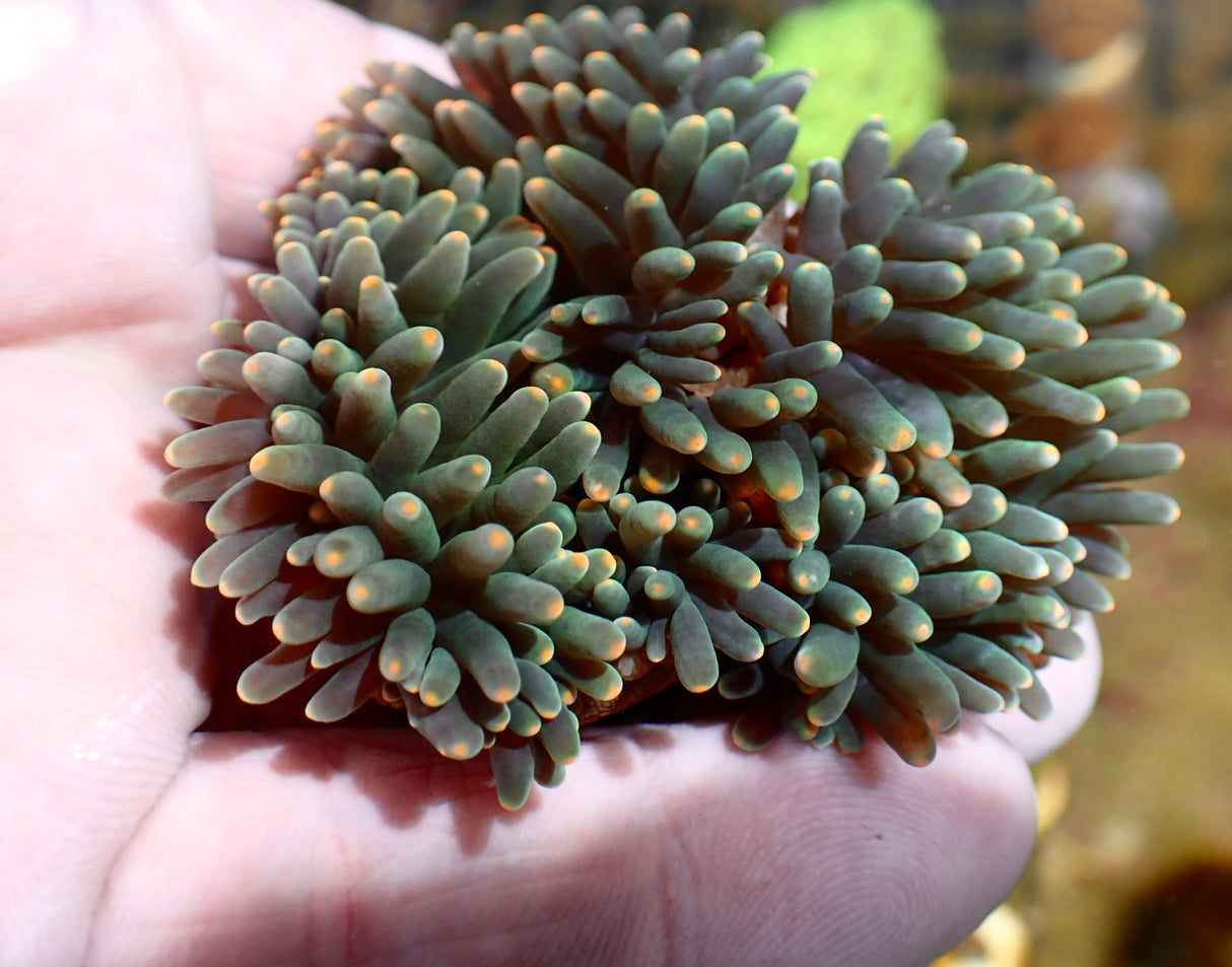 Entacmaea Quadricolor - Orange Tips