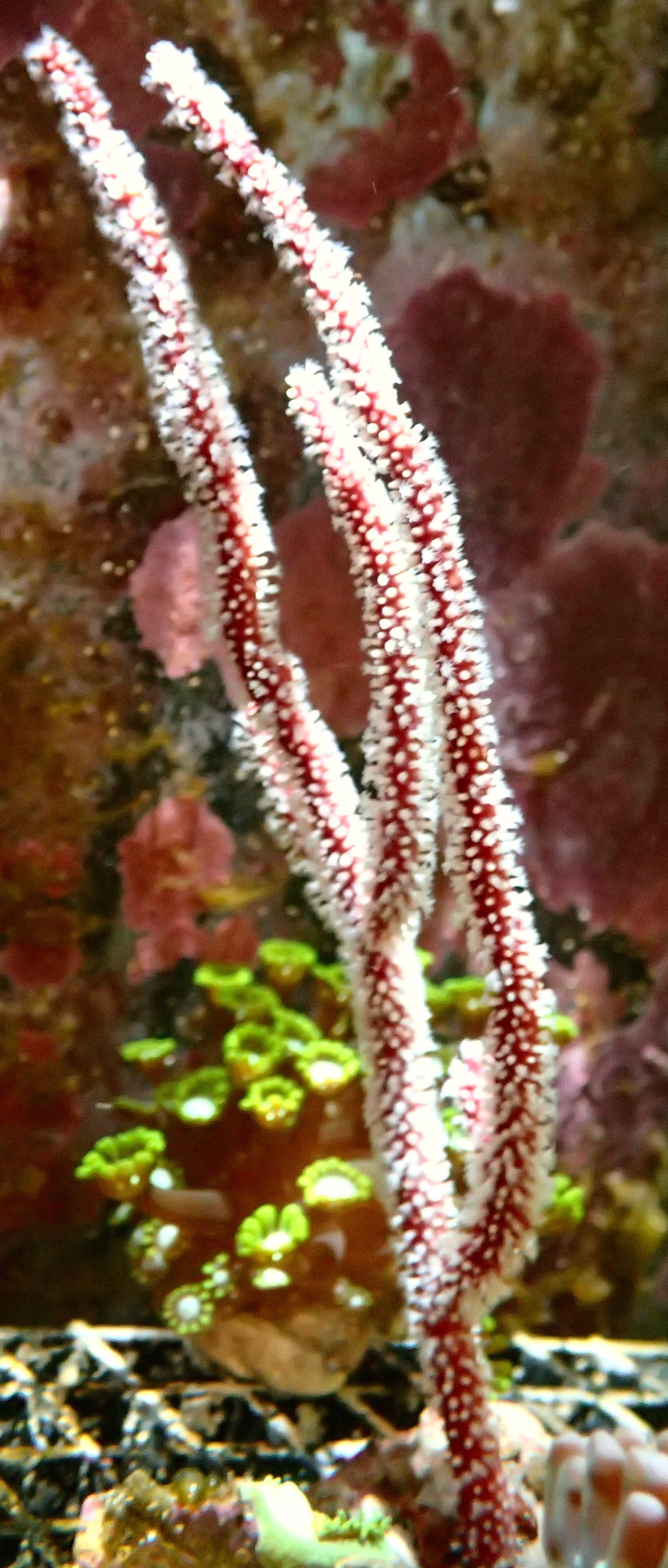 Ellisella Gorgonie sp. WYSIWYG