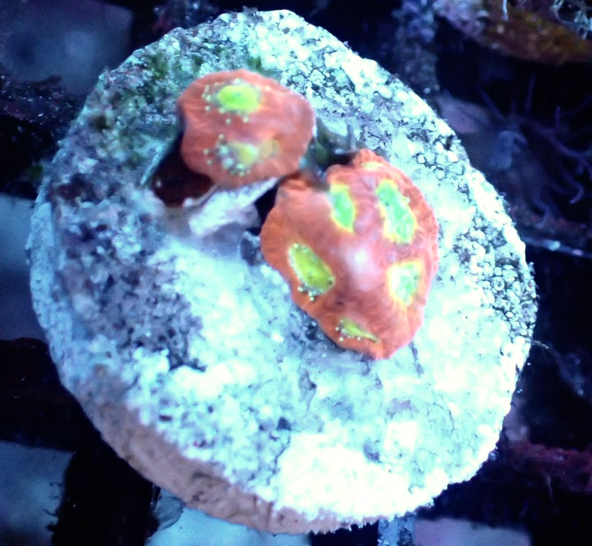 Favia Lemon Lime frag