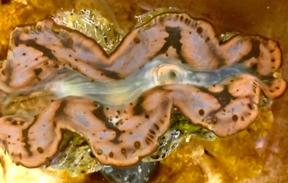 Tridacna Maxima violet 5 - 6cm