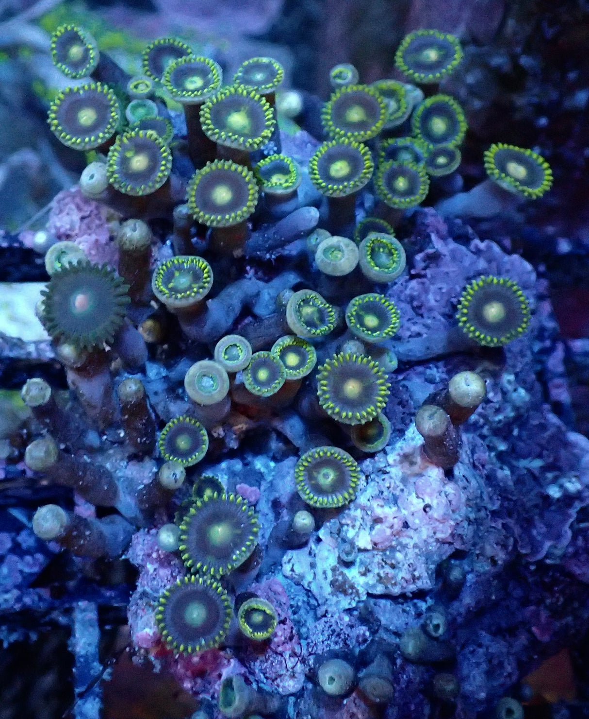 Zoanthus sp. +50 Polypen WYSIWYG