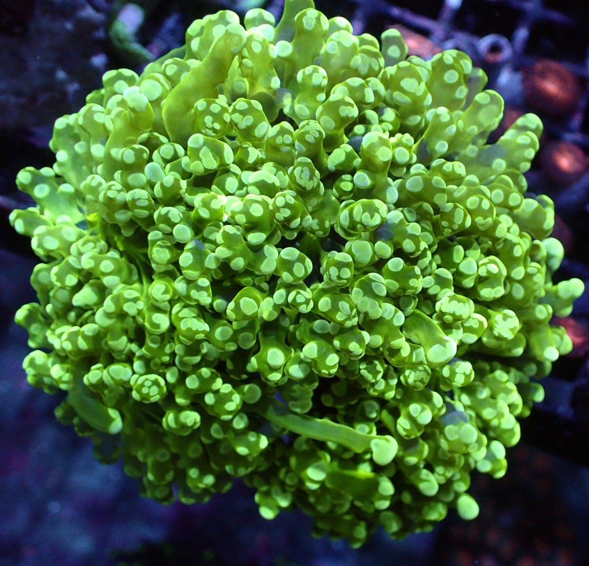 Euphyllia Paradivisa 5 Köpfe WYSIWYG